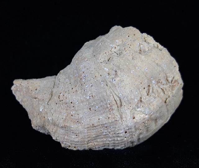 Vaccinites vesiculosa (WOODWARD 1855) - Bild © FossNet FossilienStore